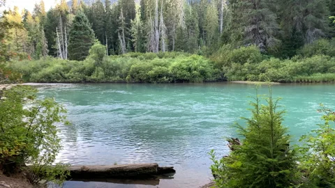 Forest and river flow, northwest Stock Footage 146859884
