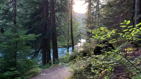 Forest and river flow, northwest Stock Footage 146860185