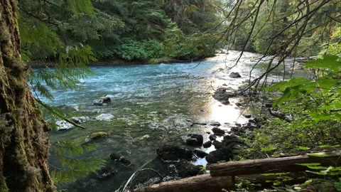 Forest and river flow, northwest Stock Footage 146860245