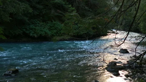 Forest and river flow, northwest Stock Footage 146860249