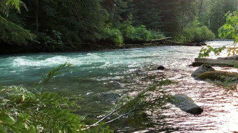 Forest and river flow, northwest Stock Footage 146860258