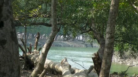 Forest and River Stock Footage 10794468