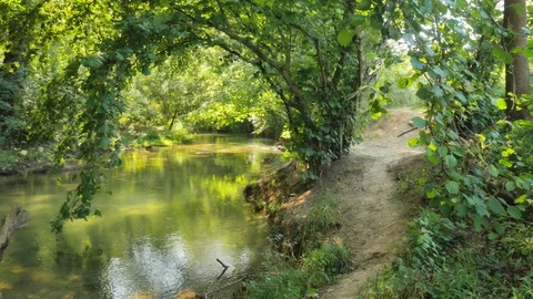  Forest and river 스톡 동영상 83741286