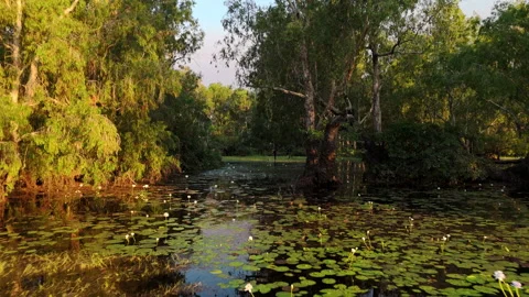 Forest and river in Northern Territory, Australia Stock Footage 287136162