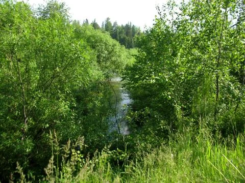 Forest and river Stock Photos