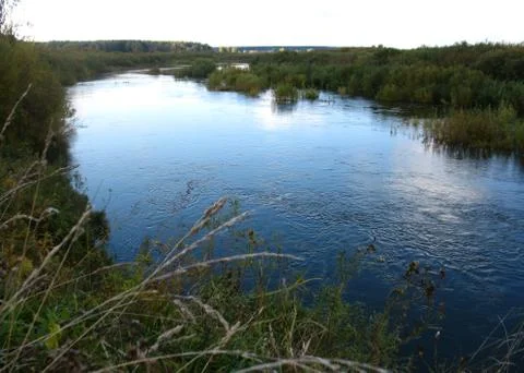 Forest and river Stock Photos