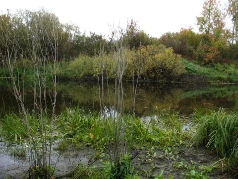Forest and river Stock Photos