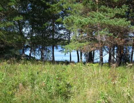 Forest and river Stock Photos