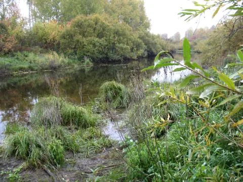 Forest and river Stock Photos
