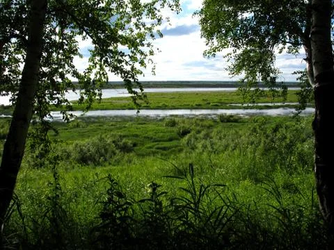 Forest and river Stock Photos