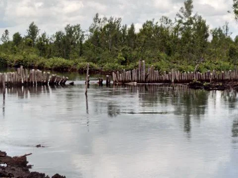 Forest and the river Foto stock