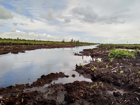 Forest and the river Stock Photos