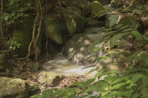 Forest and river 写真素材