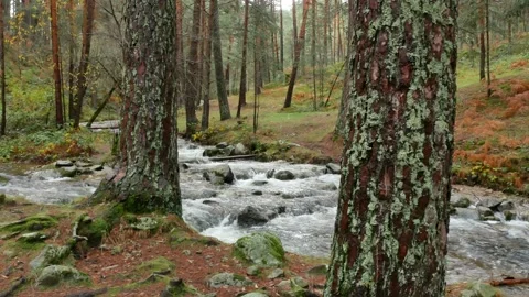 Forest and river Sierra de Guadarrama National Park, Madrid, Spain. Stock Footage 170856854