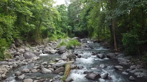 Forest and river video angle from above Video stock 237415860