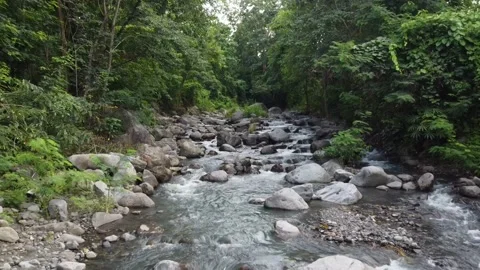 Forest and river video angle from above Video stock 237415882
