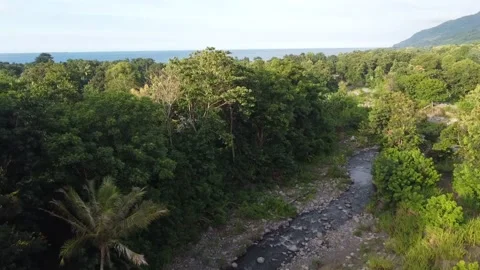 Forest and river video angle from above Video stock 237418807