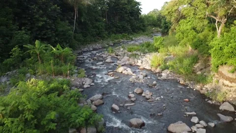 Forest and river video angle from above Video stock 237418810