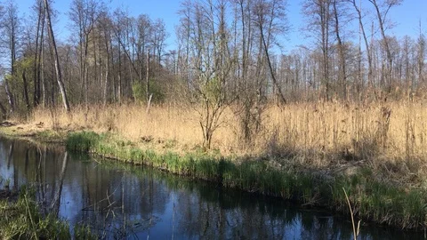 Forest and river, wetlands Stock Footage 106537128