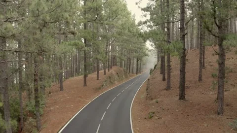 Forest and road Stock Footage 133069678