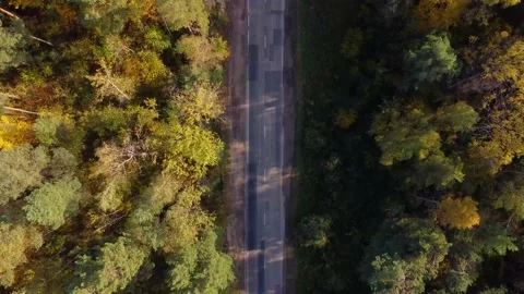 Forest and road, Lithuania Vilnius Video stock 203221467