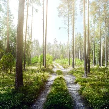 Forest and road Stock Photos