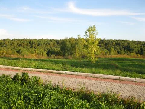 Forest and road Stock Photos