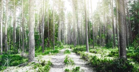 Forest and road Stock Photos