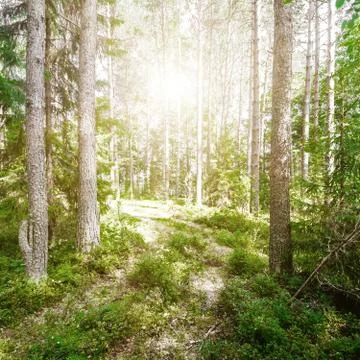 Forest and road Stock-Fotos