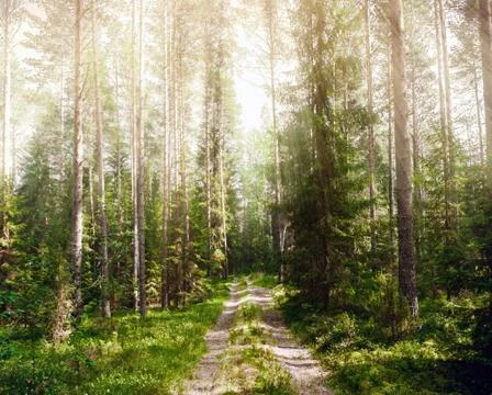 Forest and road Stock-Fotos