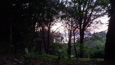 Forest And Sea Stock Footage 158453921