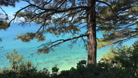Forest and sea Video stock 282361723