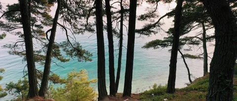 Forest and see Stock Footage 282361225