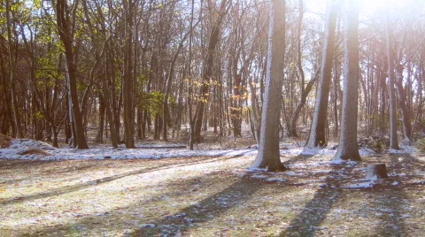 Forest and shadows Stock Footage 111257