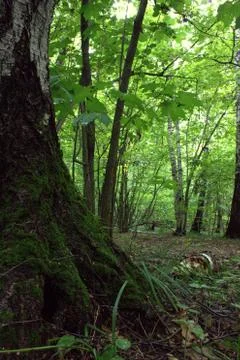 Forest and silence 스톡 사진