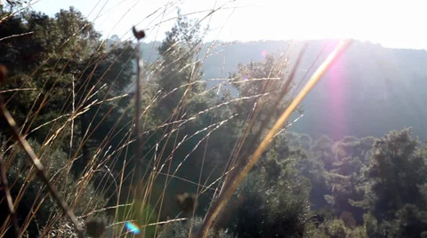 Forest and Sky 10 스톡 동영상 39947930