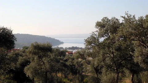 Forest and Sky 11 Vídeos de archivo 39947579