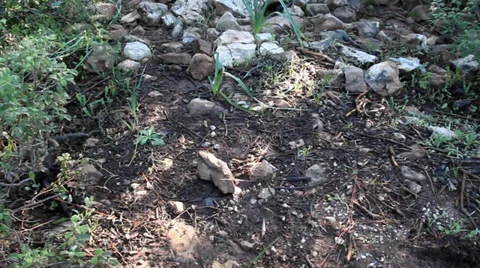 Forest and Sky 15 Vídeo Stock 39937951