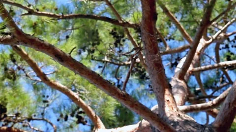 Forest and Sky 5 스톡 동영상 39960061