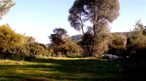 Forest and Sky 8 Vídeos de archivo 39958451