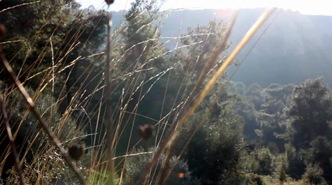 Forest and Sky 9 Vídeo Stock 39948278