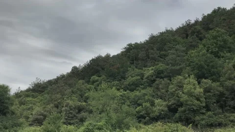 Forest and sky clouds Stock Footage 137317526