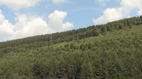 Forest and Sky Stock Footage 7902807