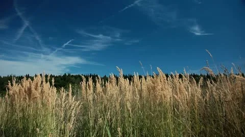 Forest and sky Stockbeeldmateriaal 10833564