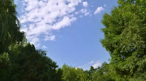 Forest and sky Stock Footage 40972321