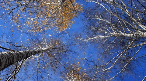 Forest and Sky. Stock Footage 42925769