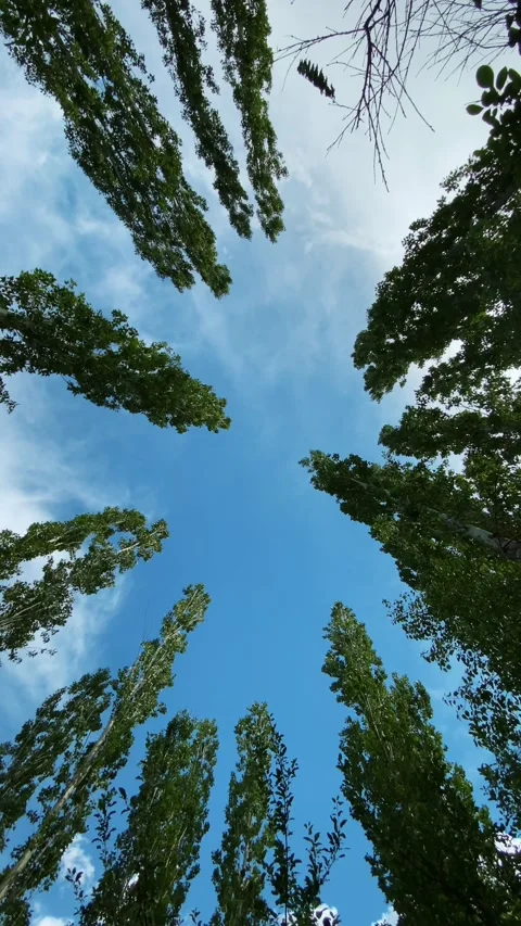 Forest and sky Stock Footage 198803389