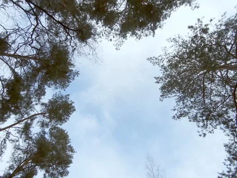 Forest and sky in nature. Stock Footage 98891202