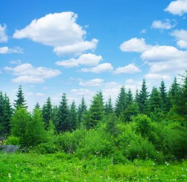 Forest and sky Stock Photos