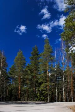 The forest and the sky. Stock Photos